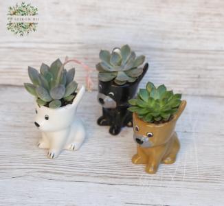 mini succulent plant in dog shaped pot (10cm) 1 piece