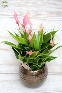 mini pinke Anthurium Lilli im Topf