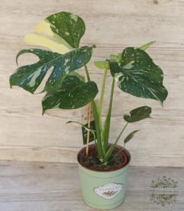 Monstera deliciosa 'Variegata' (40cm)