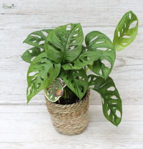 Monstera Obliqua függő cserépben, nagy (50cm)