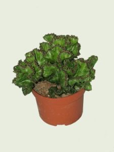 Monstrosa cactus<br>(15cm) - indoor plant