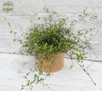 Muehlbeckia kerti