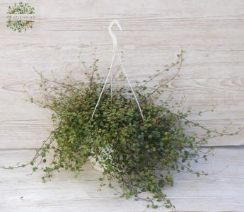 Muehlenbeckia axillaris in einem Hängetopf mit 22 cm Durchmesser