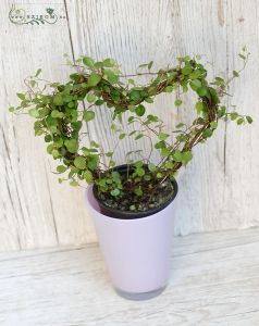 Muehlenbeck in pot