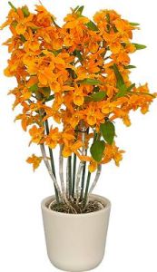 Dendrobium Orchidee im Keramiktopf - Zimmerpflanze