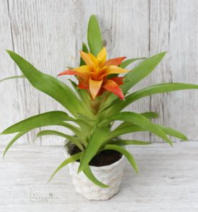 Orange guzmania with pot (40cm)