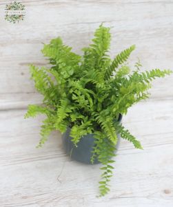 Nephrolepis exaltata im Topf