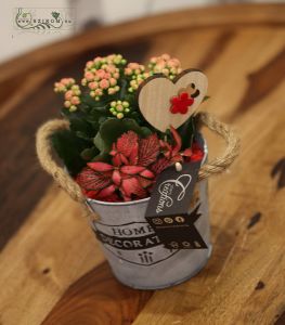 Plant arrangement with calanchoe, fittonia, and a wooden heart