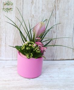 Selection of plants in a pot