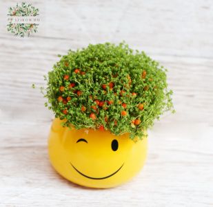 Smiley Topd with Nertera ( 12 cm)