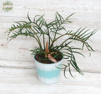 Philodendron bipinnatifidum im Topf