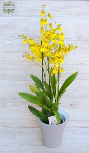Oncidium varicosum im Topf