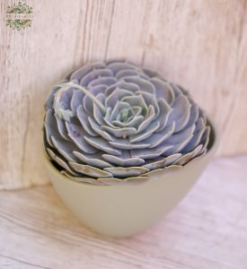 giant Echeveria in different colors