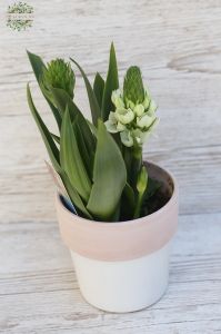 Ornithogalum im Topf