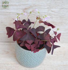 Oxalis