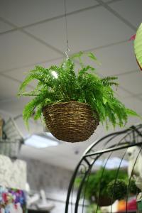 Fern in hanging basket - indoor plant