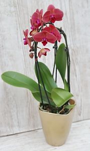 Pahalaenopsis cascade with pot ( room plant )