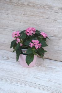 Pentas Lanceolata Starclust Rose Pink im Topf (Balkon)