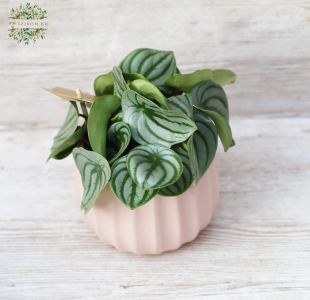 Peperomia Argyreia mit Topf