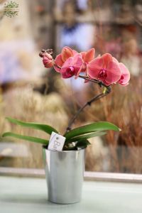 Phalaenopsis Kurvig
