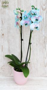 Phalaenopsis Blaue Orchidee im Topf