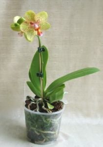 phalaenopsis orchidea<br>(40cm)
