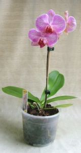 phalaenopsis orchidea<br>(40cm)