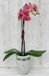 Blühende Phalaenopsis Orchidee in einem schöhnen Topf, gemischte Farben - Zimmerpflanze