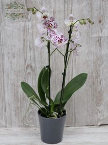 Phalaenopsis-Orchidee im Topf