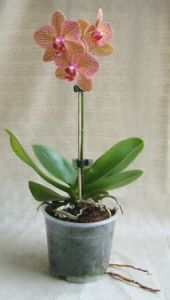Phalaenopsis<br>(orchidea, pillekosbor)<br>(40cm) - beltéri növény