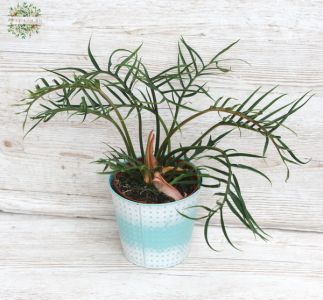 Philodendron bipinnatifidum im Topf