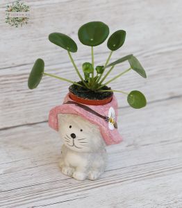 Pilea im Katzentopf