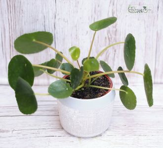 Piea in pot