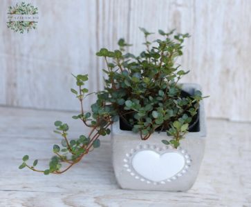 Pilea im Topf mit Herzmuster - Zimmerpflanze