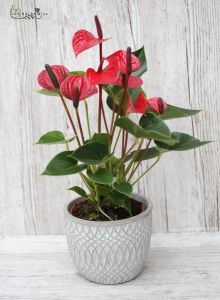 Rotes Anthurium (Zimmerpflanze)
