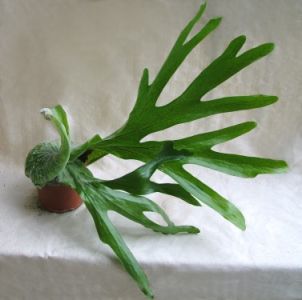 Platycerium bifuractum (40cm) - Zimmerpflanze