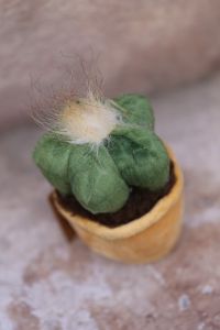 Plüsch Kaktus (14cm)