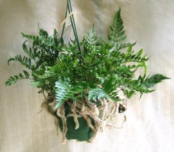 pókpáfrány<br>(25cm) - szobanövény