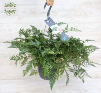 Spinnenfarn in Hängetöpfen (Zimmerpflanze)