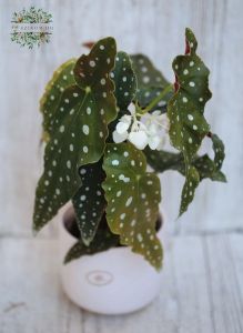 Begonia maculata) im Topf