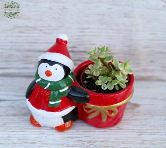 Sukkulente Weihnachtsmanntopf