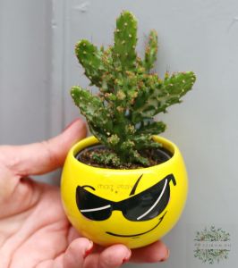 Sukkulente im Smile-Topf mit Sonnenbrille (10cm)