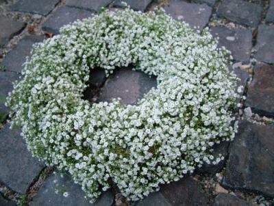 gypsophila wreath (35cm)