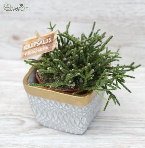 Rhipsalis im topf