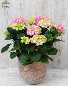 Pink hydrangea in exclusive pot