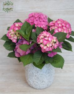 Rosa Hortensie im Topf  - Balkonpflanze