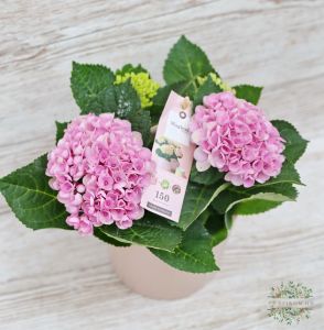 pink hydrangea in a pot