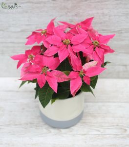 Euphorbia pulcherrima in pot pink