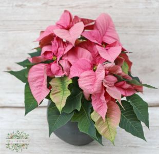 pink big poinsettia in black pot