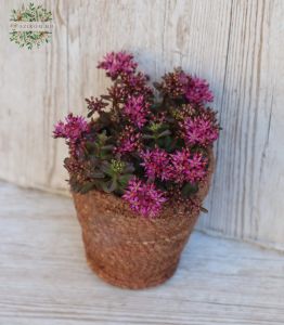Pink Sedum in a wicker basket